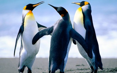 Penguins are amazing